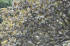 Elaeocarpus recurvatus