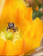 Anthophila