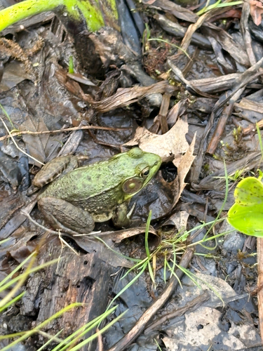 Green Frog
