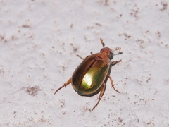Mimela specularis
