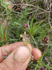 Plantago sempervirens