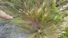 Rytidosperma setifolium