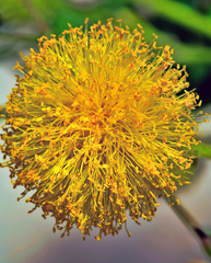 Leucaena retusa
