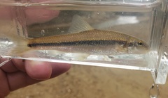 Phenacobius mirabilis