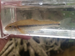 Phenacobius mirabilis