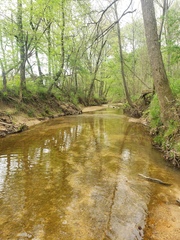 Phenacobius mirabilis