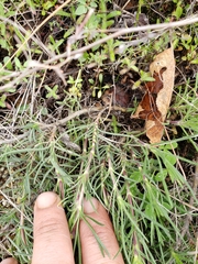 Plantago sempervirens