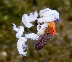 Isotomurus palustris