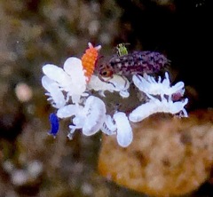 Isotomurus palustris