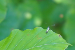 Calybites quadrisignella