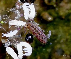 Isotomurus palustris