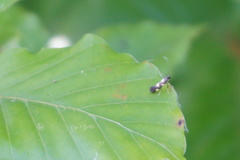 Calybites quadrisignella