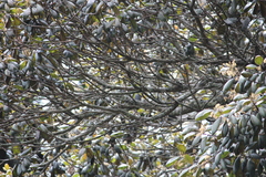 Elaeocarpus recurvatus