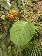 Stigmaphyllon bogotense