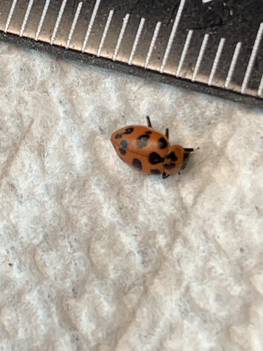 Spotted Pink Lady Beetle photographed in Michigan