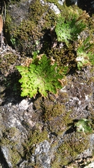 Selaginella pilifera