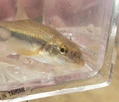 Phenacobius mirabilis