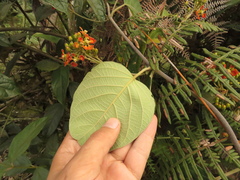 Stigmaphyllon bogotense