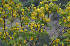 Leucaena retusa
