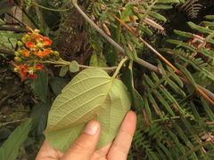 Stigmaphyllon bogotense