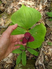 Trillium sulcatum