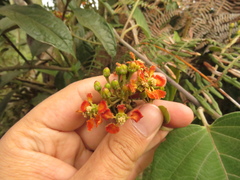 Stigmaphyllon bogotense