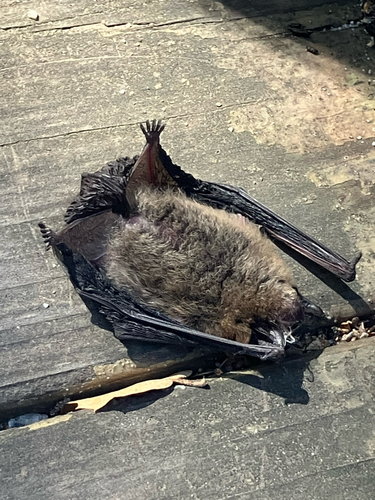 iNaturalist observation photo of Mouse-eared Bats