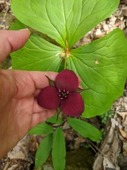 Trillium sulcatum
