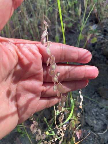 iNaturalist observation photo of sand fringepod