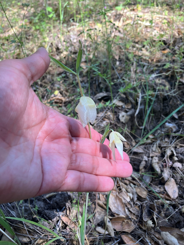 iNaturalist observation photo of White Globe Lily