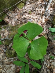 Trillium sulcatum
