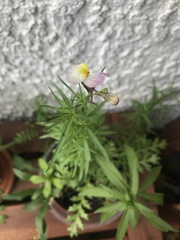 Linaria repens