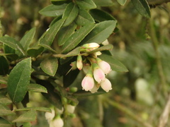Vaccinium meridionale