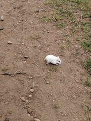 Mesocricetus auratus