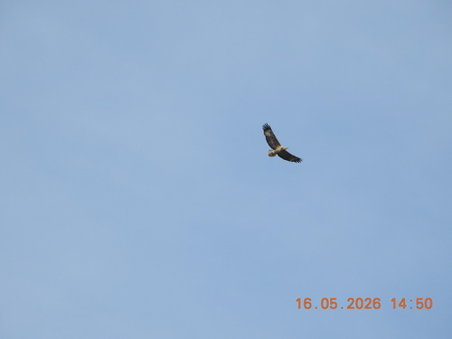 White-bellied Sea-Eagle