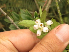 Vaccinium meridionale