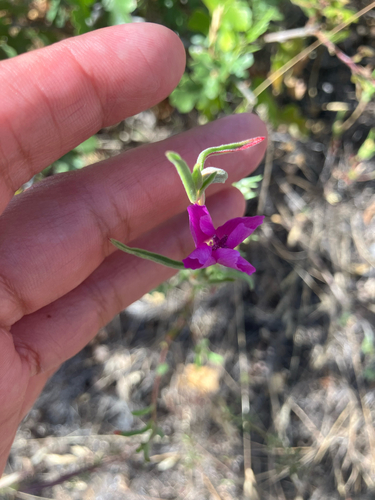 iNaturalist observation photo of Winecup Clarkia