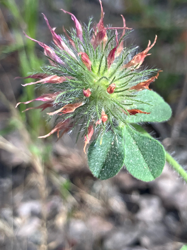 iNaturalist observation photo of Rose Clover