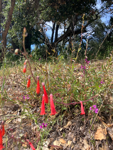 iNaturalist observation photo of scarlet bugler