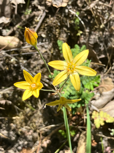 iNaturalist observation photo of Prettyface