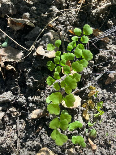 iNaturalist observation photo of California Maidenhair Fern