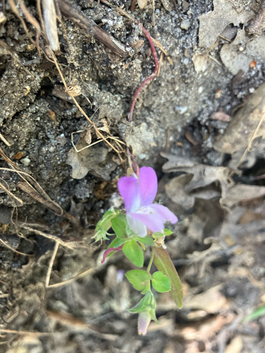 iNaturalist observation photo of Purple Chinese Houses