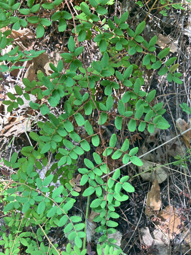 iNaturalist observation photo of Coffee Fern