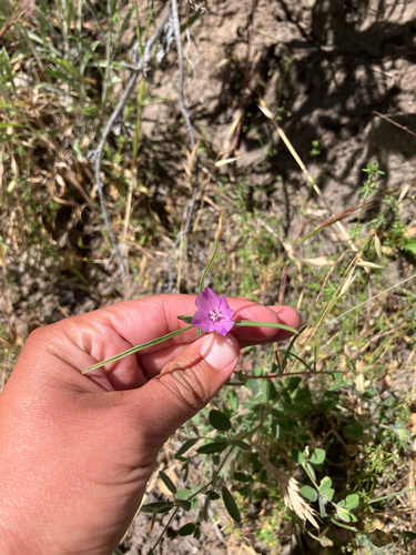 iNaturalist observation photo of Clarkias