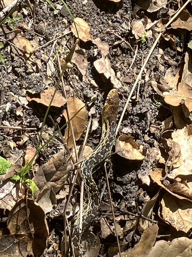 iNaturalist observation photo of Pacific Gopher Snake