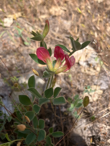 iNaturalist observation photo of chaparral bird's-foot trefoil