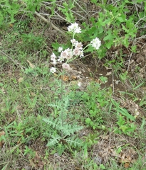 Hymenopappus artemisiifolius