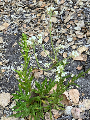 iNaturalist observation photo of California cudweed
