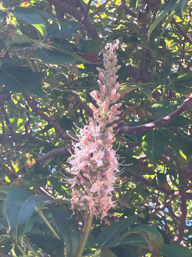 iNaturalist observation photo of California buckeye