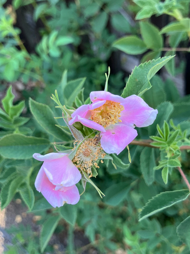 iNaturalist observation photo of California Wild Rose